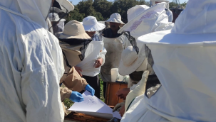 İzmir'de 5 ilçede arıcılık eğitimi