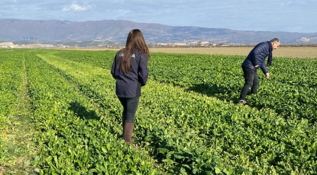 Kışlık sebzelerde hastalık konrolü