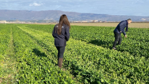 Kışlık sebzelerde hastalık konrolü