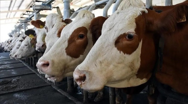 Muğla'da salgın krizi:11 mahalle karantinaya alındı