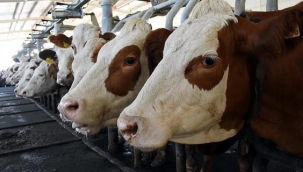 Muğla'da salgın krizi:11 mahalle karantinaya alındı