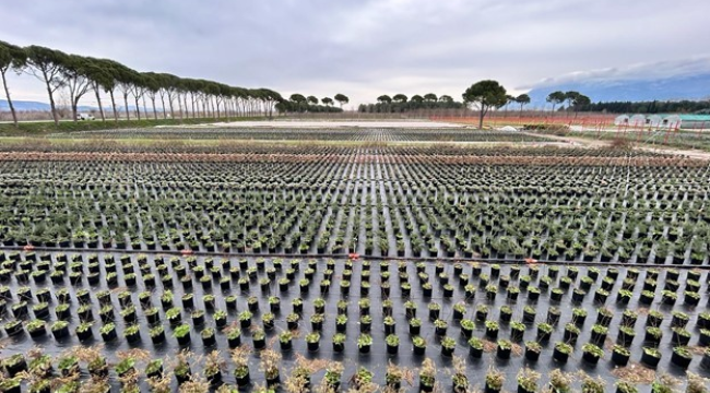  Muradiye orman fidanlığı, 2025 yılında 4 milyon 200 bin fidan üretti