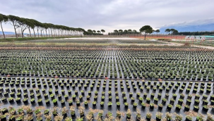  Muradiye orman fidanlığı, 2025 yılında 4 milyon 200 bin fidan üretti