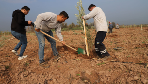 Turgutlu belediyesi 1790 zeytin ağacı toprakla buluşturuldu