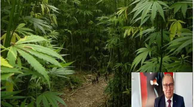 Türkiye'de endüstriyel kenevir üretimi