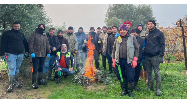 Üzüm bağlarında budama başladı