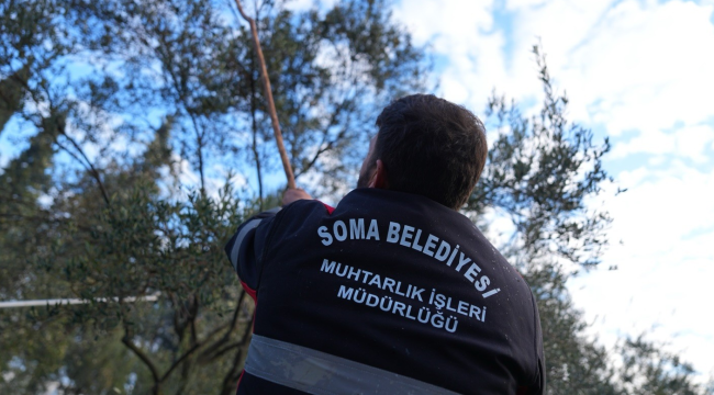 Zeytin hasadı tamamlandı