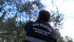 Zeytin hasadı tamamlandı