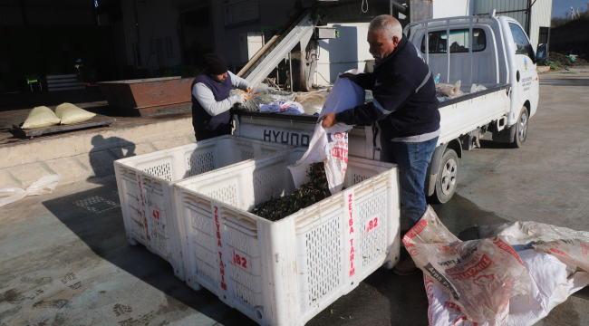 Belediye aşevinin yağını kendi zeytininde eld etti