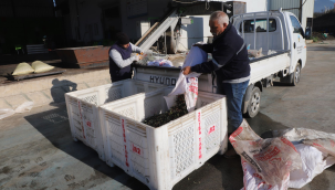 Belediye aşevinin yağını kendi zeytininde eld etti