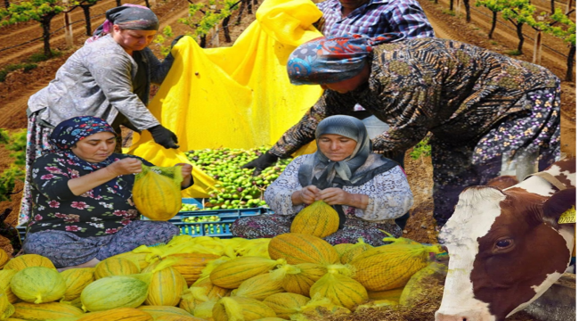 Manisa, tarım ve hayvancılıkta liderliğini sürdürüyor,