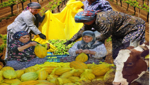 Manisa, tarım ve hayvancılıkta liderliğini sürdürüyor,