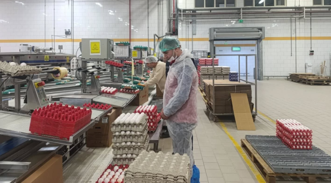 Yumurta üretim tesisleri denetlendi
