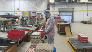 Yumurta üretim tesisleri denetlendi