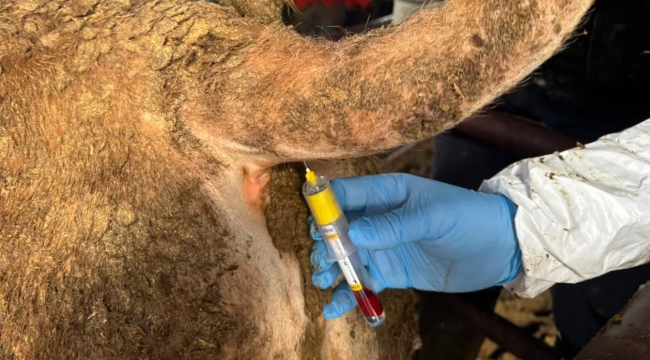 Akhisar'da hayvanlarda şap hastalığı denetimi