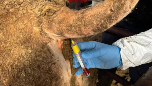 Akhisar'da hayvanlarda şap hastalığı denetimi