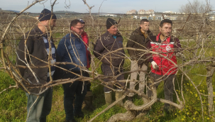  Bağda uygulamalı budama eğitimi