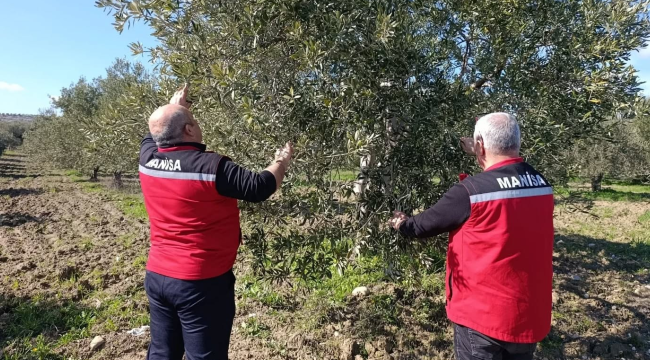 Ekipler 5 mahallede zeytin ağaçlarında hastalık kontrolü