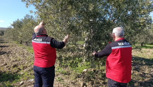 Ekipler 5 mahallede zeytin ağaçlarında hastalık kontrolü