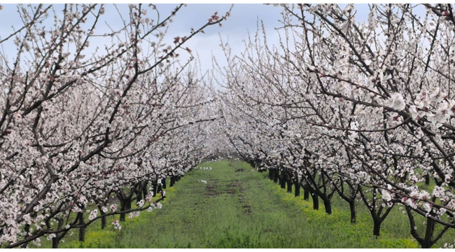 Kayısı erik,şeftali,nektarın ve bademde ilaçlama zamanı