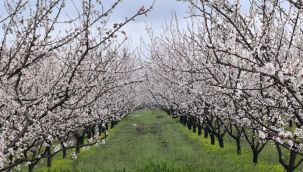 Kayısı erik,şeftali,nektarın ve bademde ilaçlama zamanı