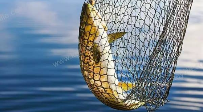 Manisa'da su ürünleri av yasağı marta başlıyor