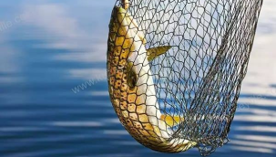 Manisa'da su ürünleri av yasağı marta başlıyor