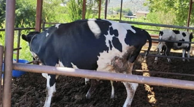 Muğla'da 'şap' alarmı: 11 mahalle karantinaya