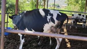 Muğla'da 'şap' alarmı: 11 mahalle karantinaya