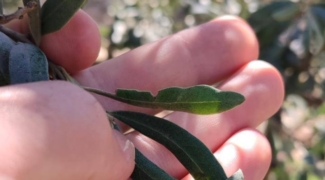 Zeytin üreticilerine önemli çağrı