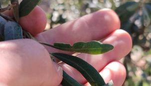 Zeytin üreticilerine önemli çağrı