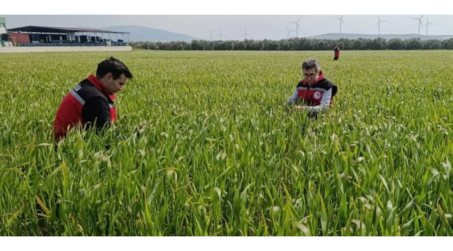 Akhisar'da 4 mahallede buğday alanlarında hastalık ve zararlı kontrolleri yapıldı