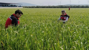 Akhisar'da 4 mahallede buğday alanlarında hastalık ve zararlı kontrolleri yapıldı