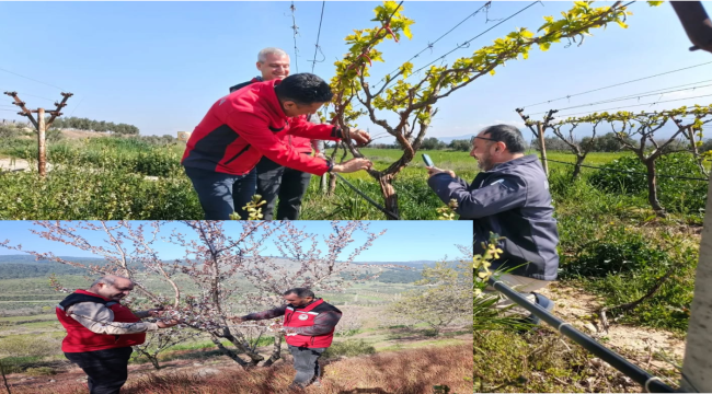 Akhisar ve Alaşehir'de teknik ekipler tarın alanlarında