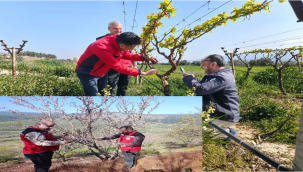 Akhisar ve Alaşehir'de teknik ekipler tarın alanlarında