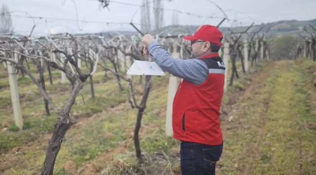Alaşehir'de14 mahallede salkım güvesi tuzakları asıldı