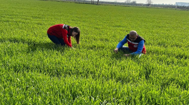 Buğday,arpa ,yulaf yetiştiricilerine önemli uyarı