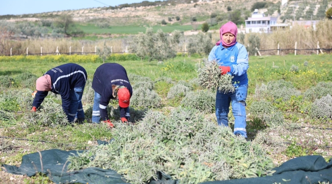 Didim'de adaçayı hasadı başladı