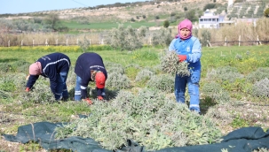 Didim'de adaçayı hasadı başladı