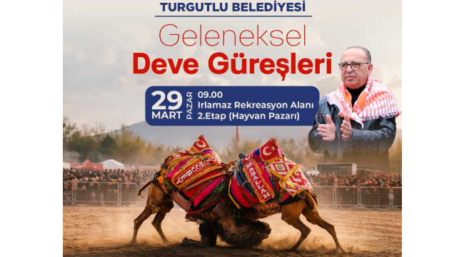 Geleneksel Turgutlu deve güreşleri başlıyor