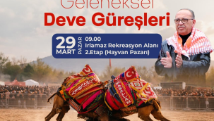 Geleneksel Turgutlu deve güreşleri başlıyor