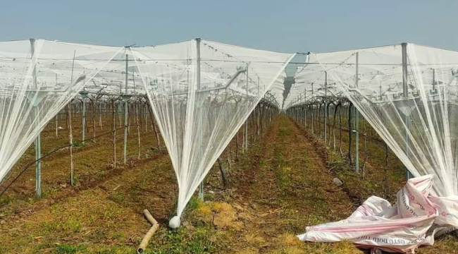 Sarıgöl'de binlerce dönüm bağ felaketlere karşı örtü altına alındı