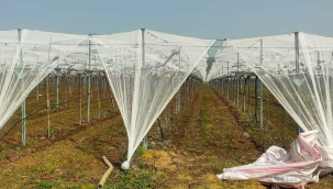 Sarıgöl'de binlerce dönüm bağ felaketlere karşı örtü altına alındı