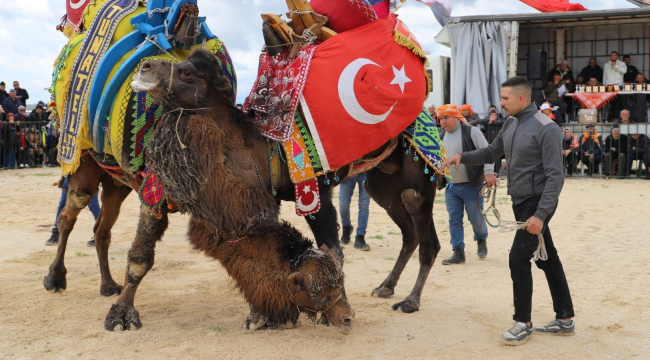Saruhanlı deve güreşleri yapıldı