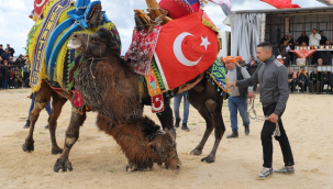 Saruhanlı deve güreşleri yapıldı