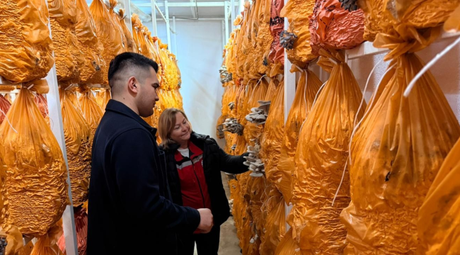 Üreticilere istiridye mantarı üretimi bilgi aktarımı