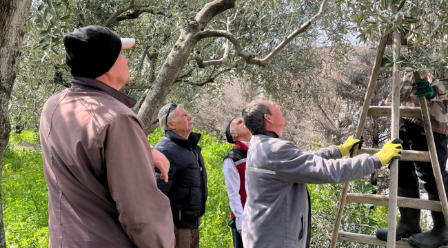 Üreticilere zeytin budama eğitimi