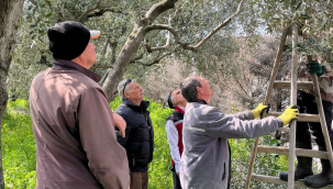 Üreticilere zeytin budama eğitimi