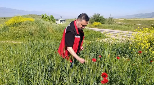Ekin tarlalarında süne ile mücadele