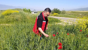 Ekin tarlalarında süne ile mücadele